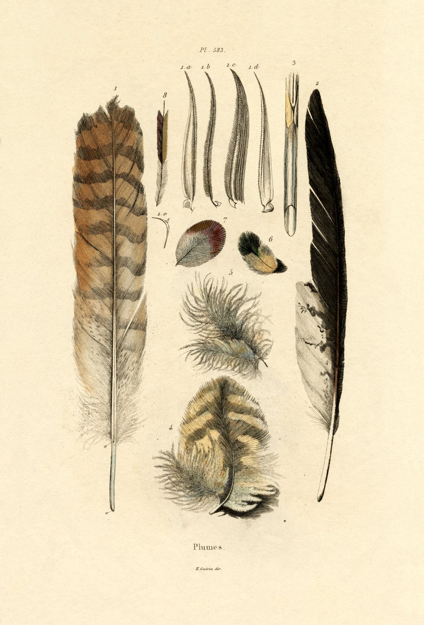 Fjer, 1833-39 af French School