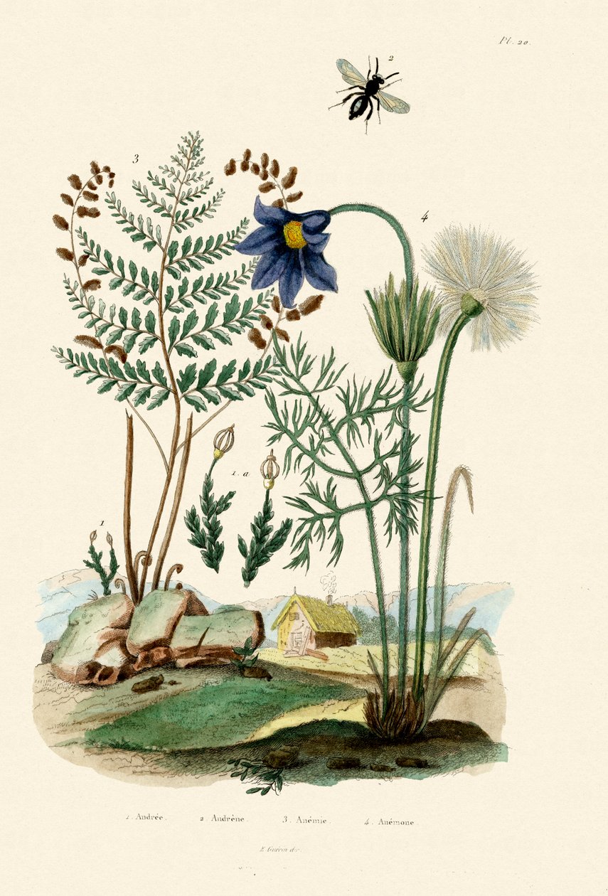 Fern, 1833-39 af French School