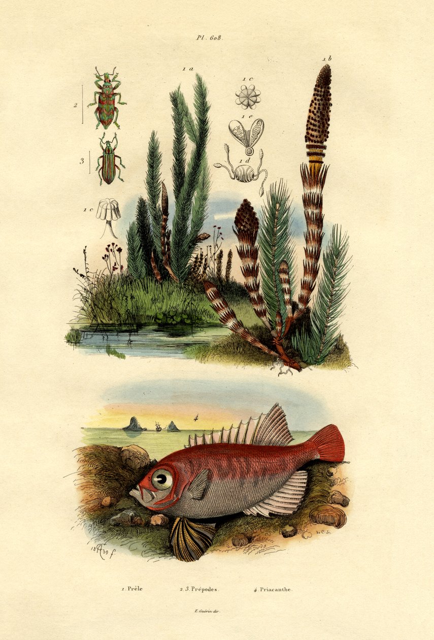 Markpadderok, 1833-39 af French School