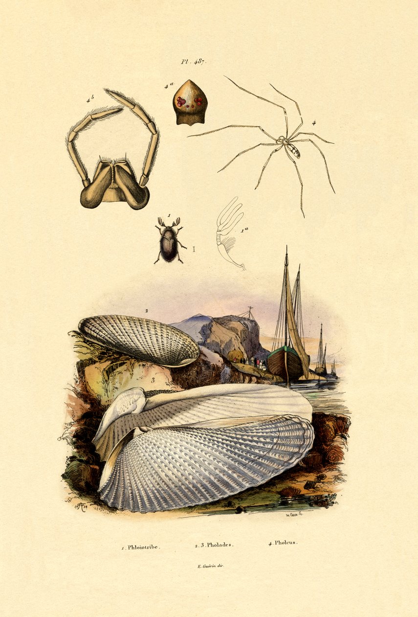 Fingerskal, 1833-39 af French School
