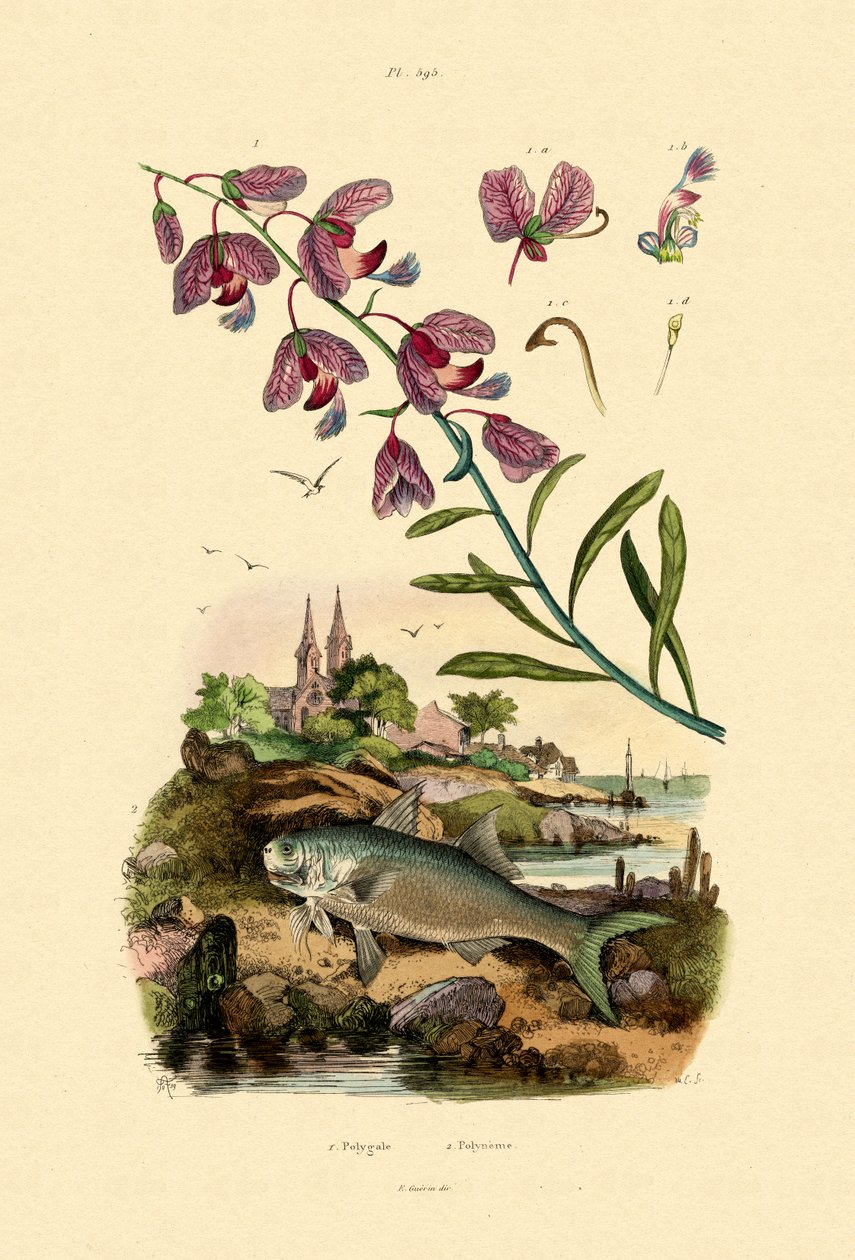 Finale, 1833-39 af French School