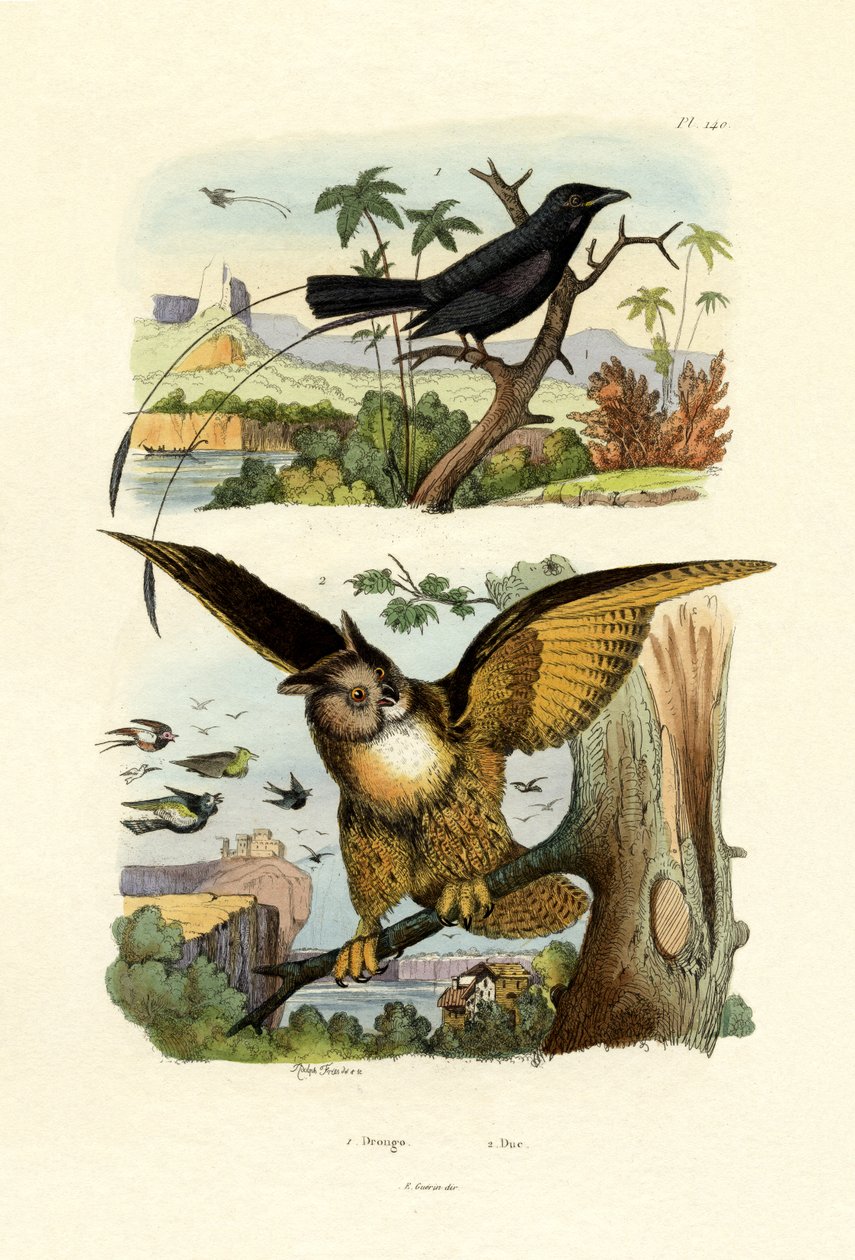 Fork-tailed Drongo, 1833-39 af French School