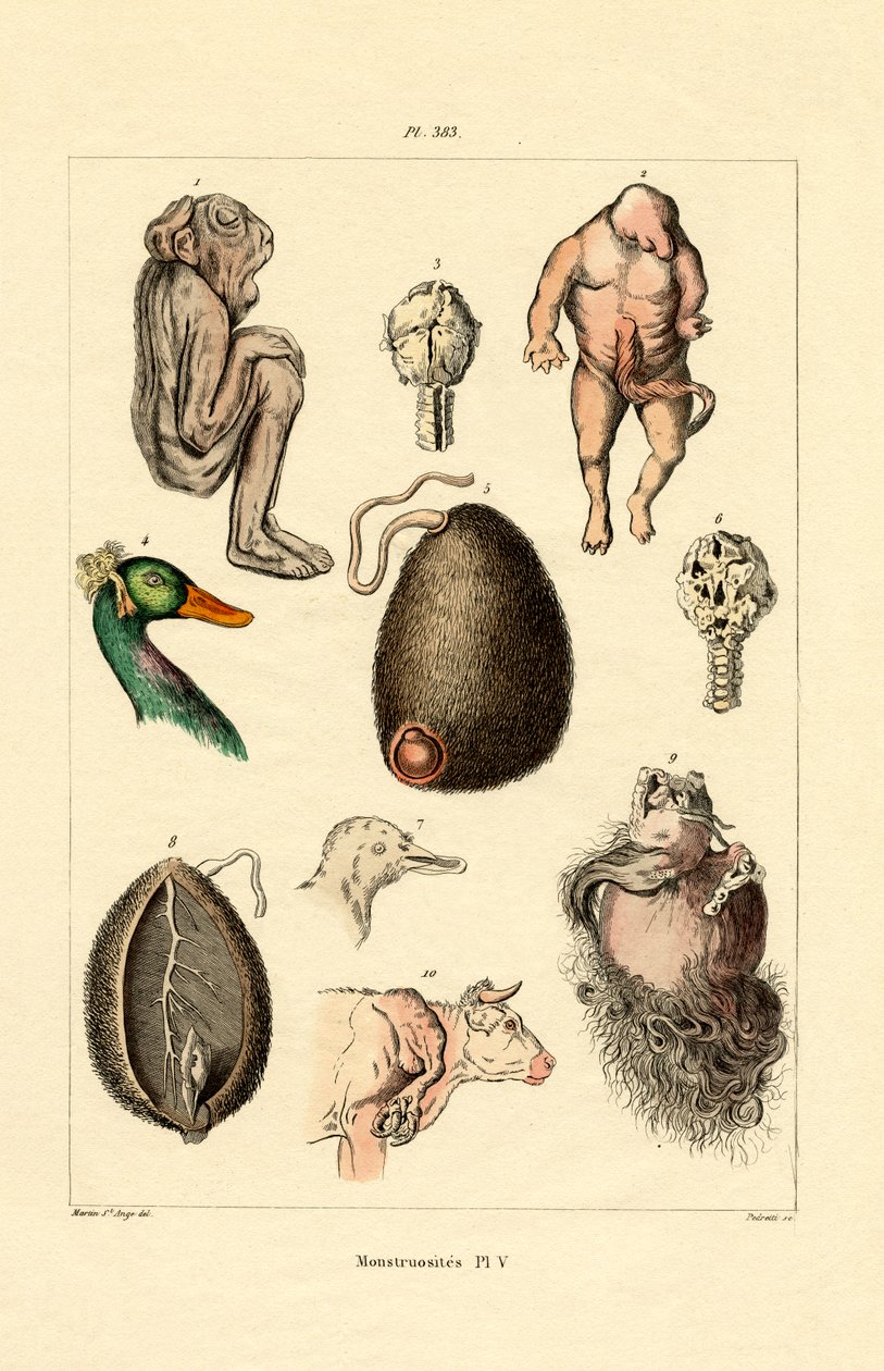 Freak, 1833-39 af French School