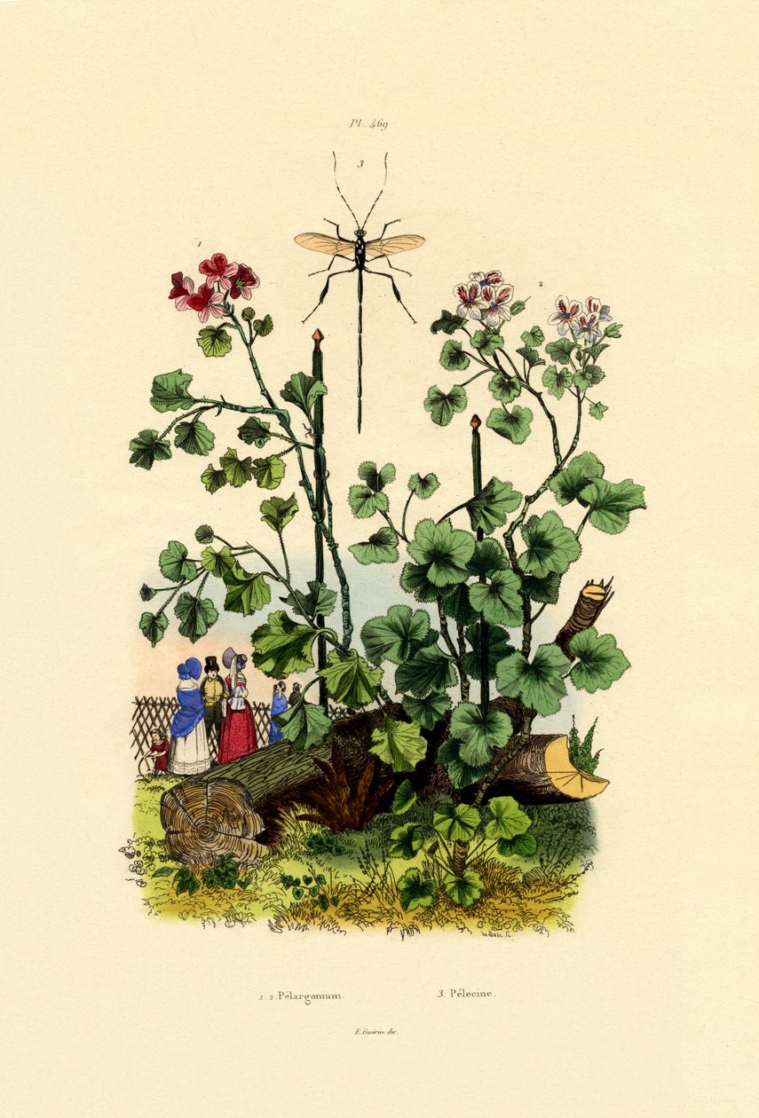 Geranium, 1833-39 af French School