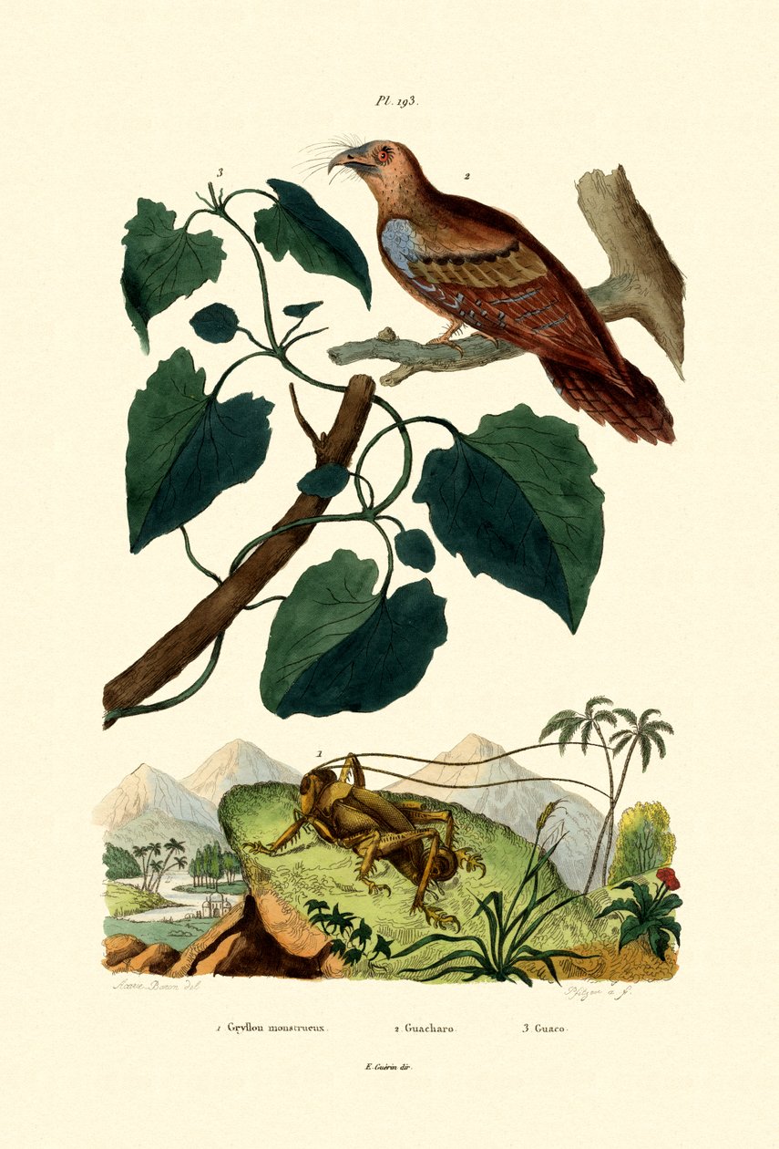 Kæmpe Cricket, 1833-39 af French School