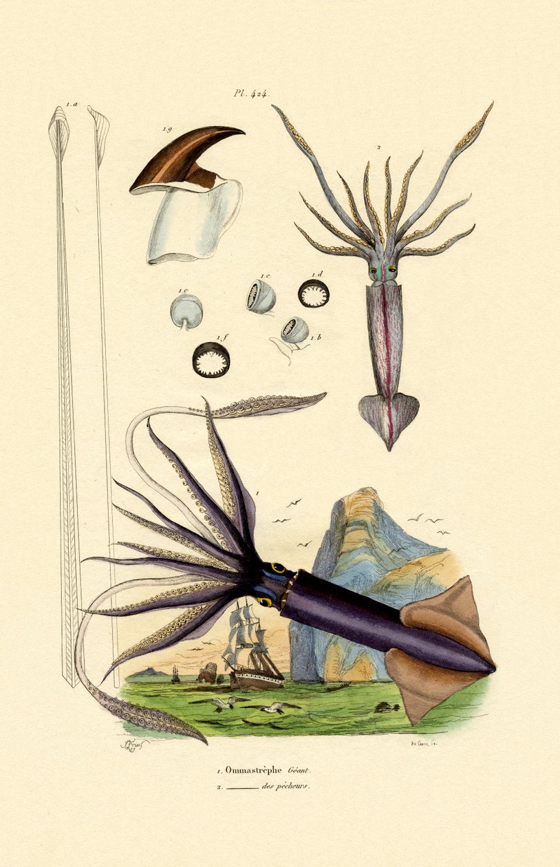 Kæmpeblæksprutte, 1833-39 af French School