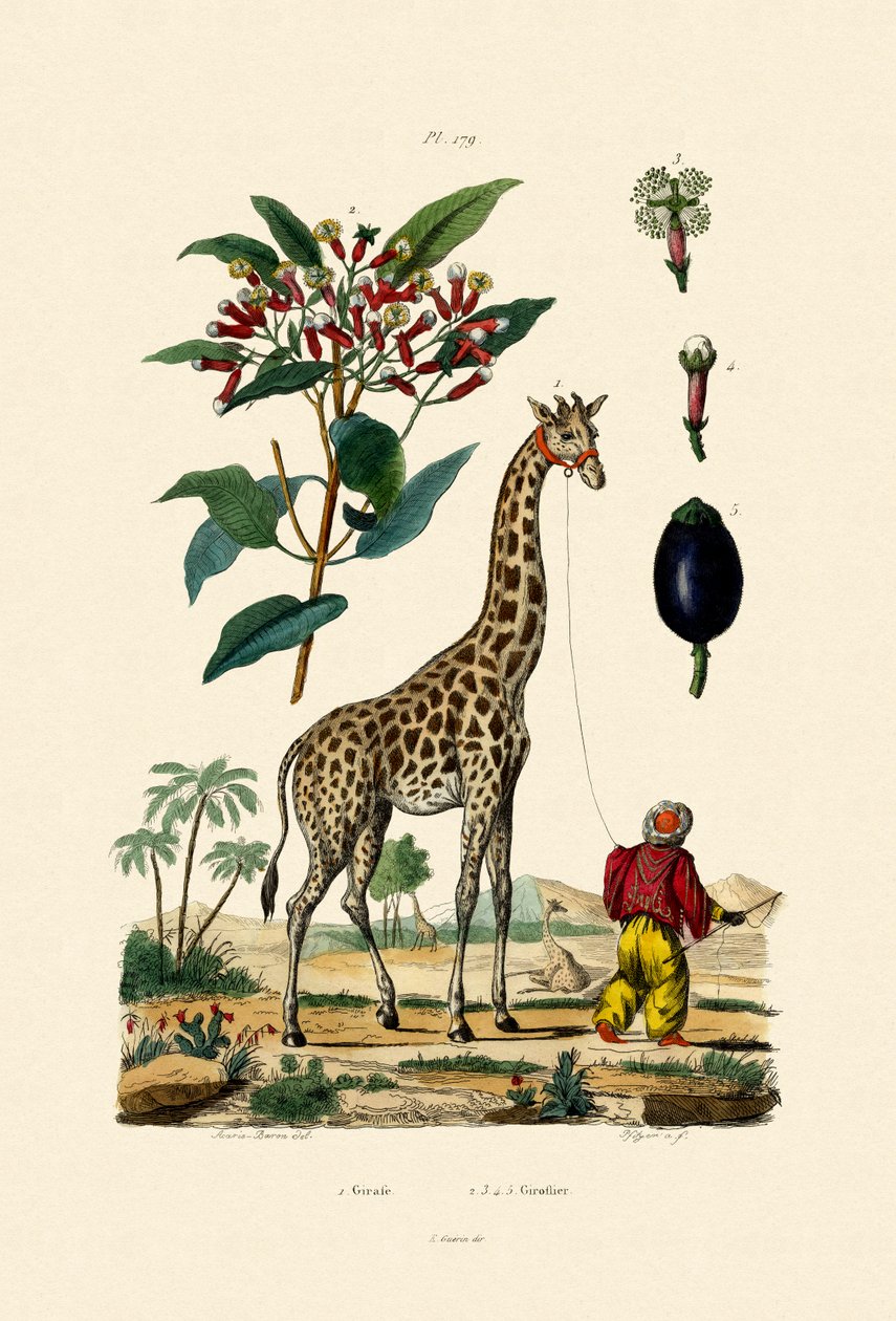 Giraf, 1833-39 af French School