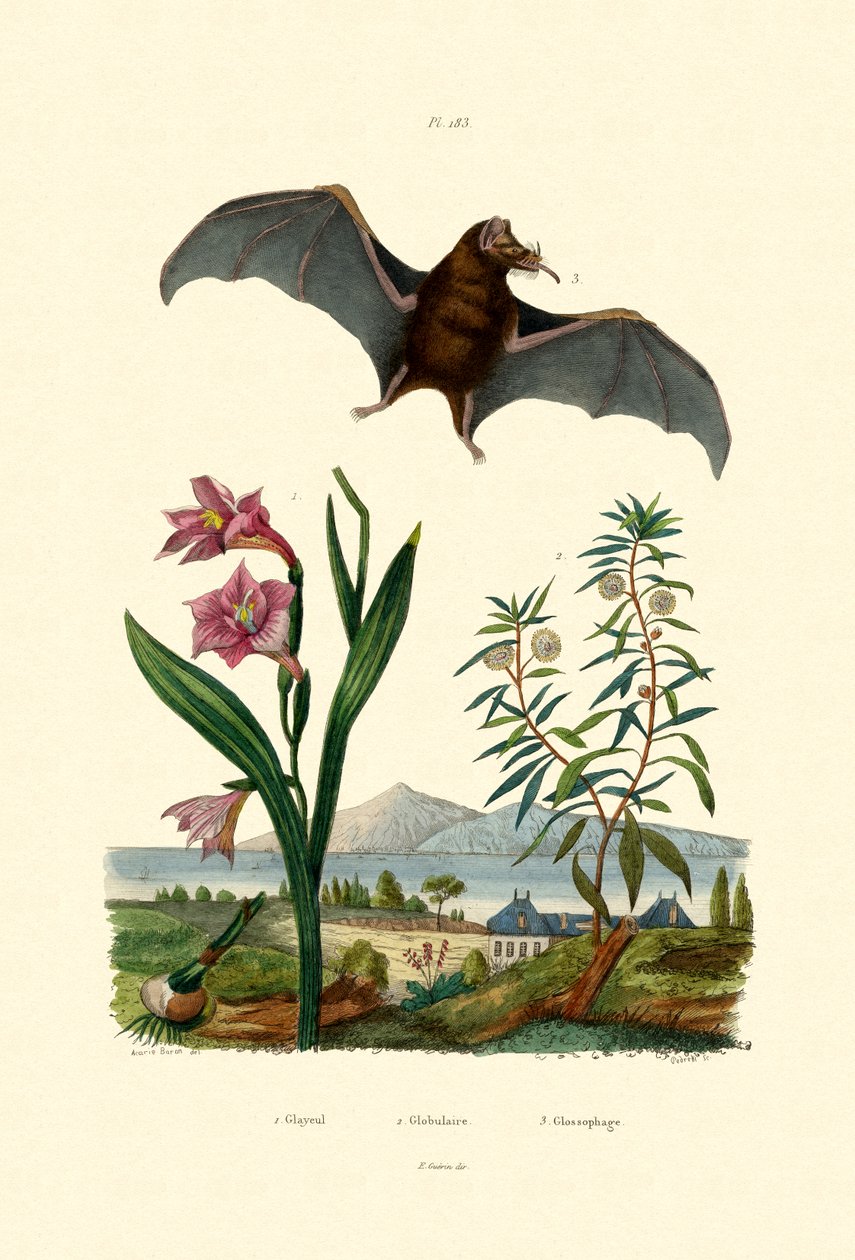 Gladiolus, 1833-39 af French School