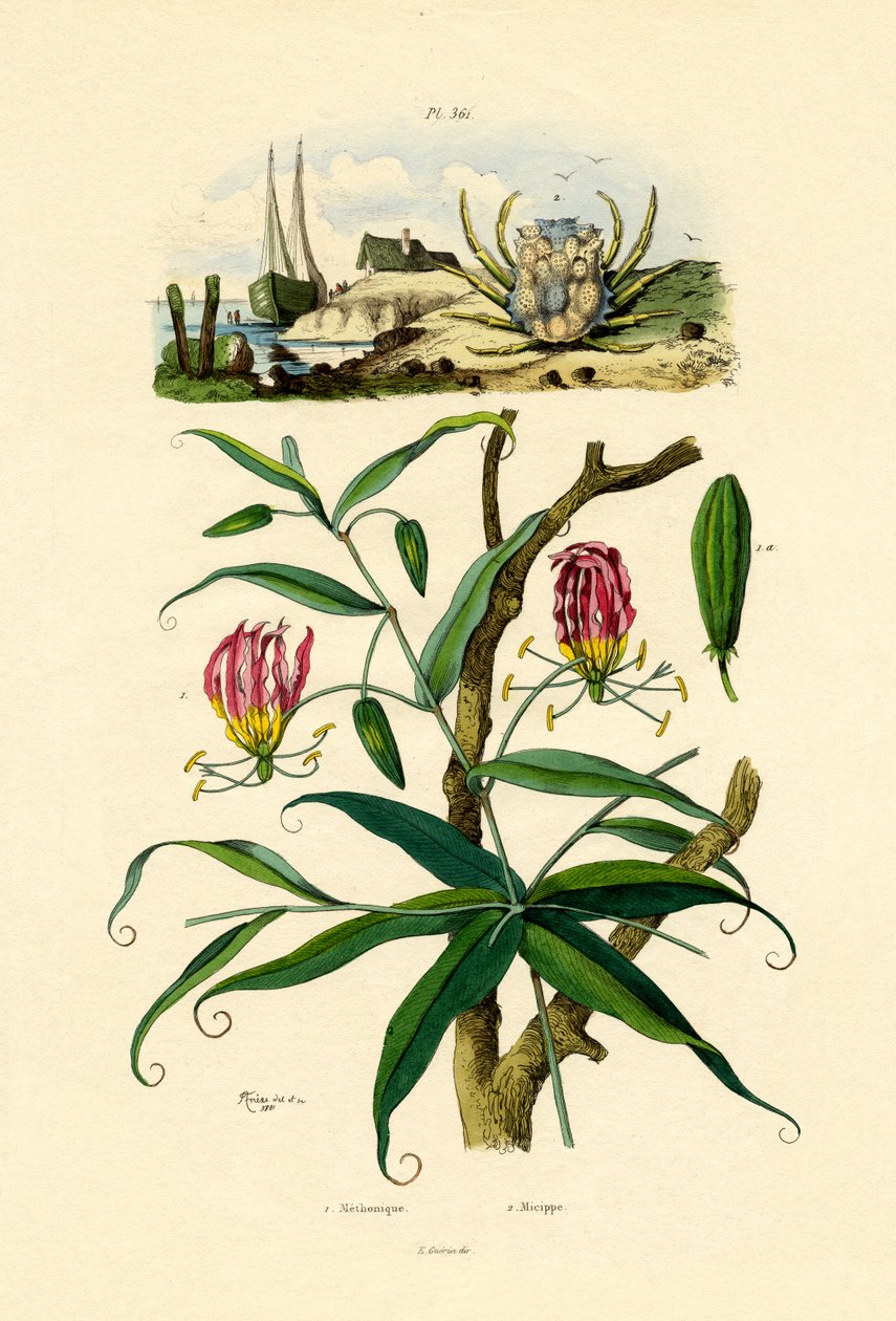 Gloriosa Lily, 1833-39 af French School