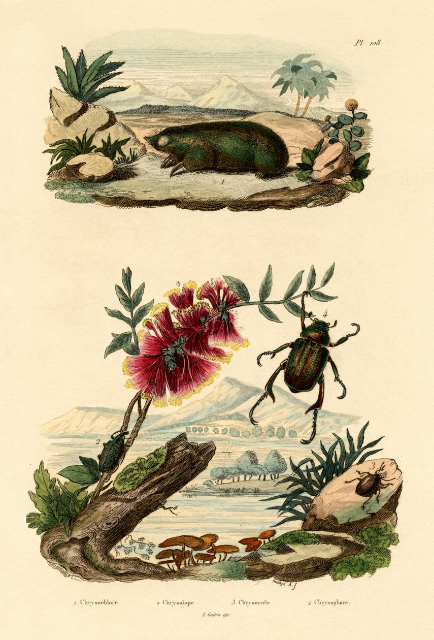 Gyldne Muldvarp, 1833-39 af French School