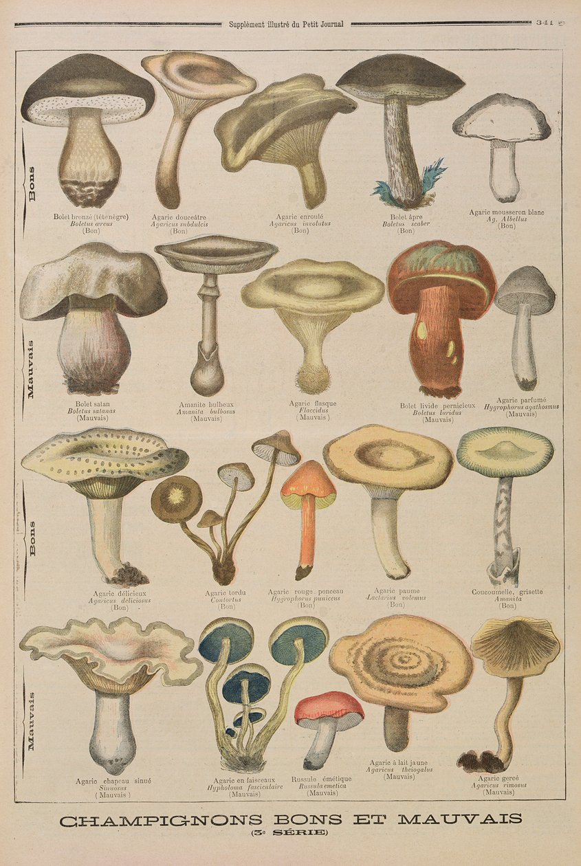 Gode og dårlige svampe, illustration fra det illustrerede supplement til Le Petit Journal, 26. oktober 1896 af French School