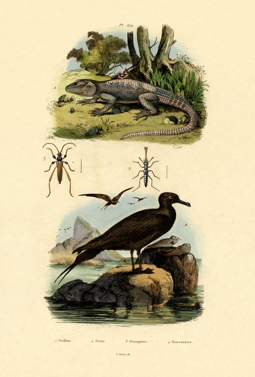 Store Skua, 1833-39 af French School