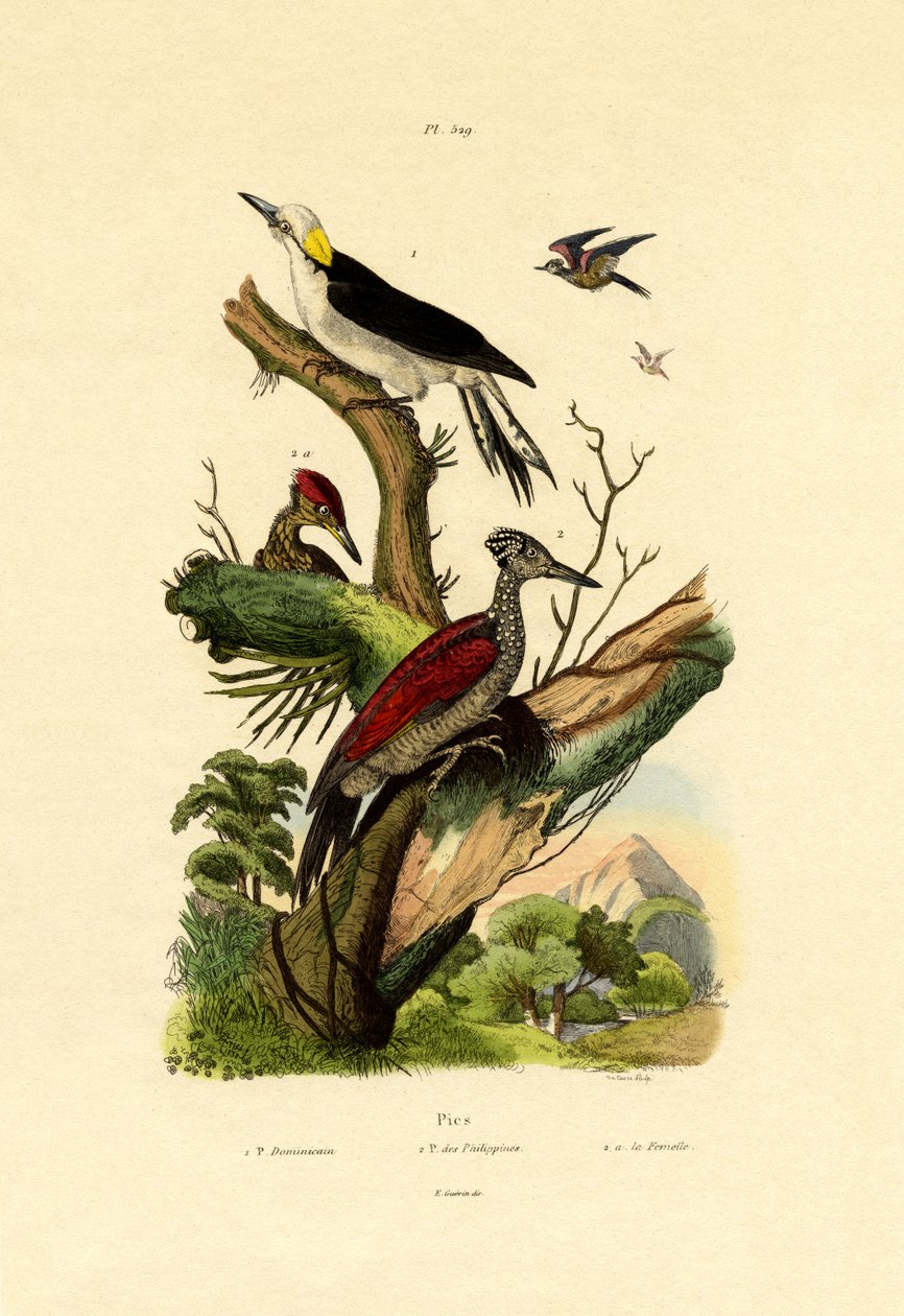 Greater Flameback, 1833-39 af French School
