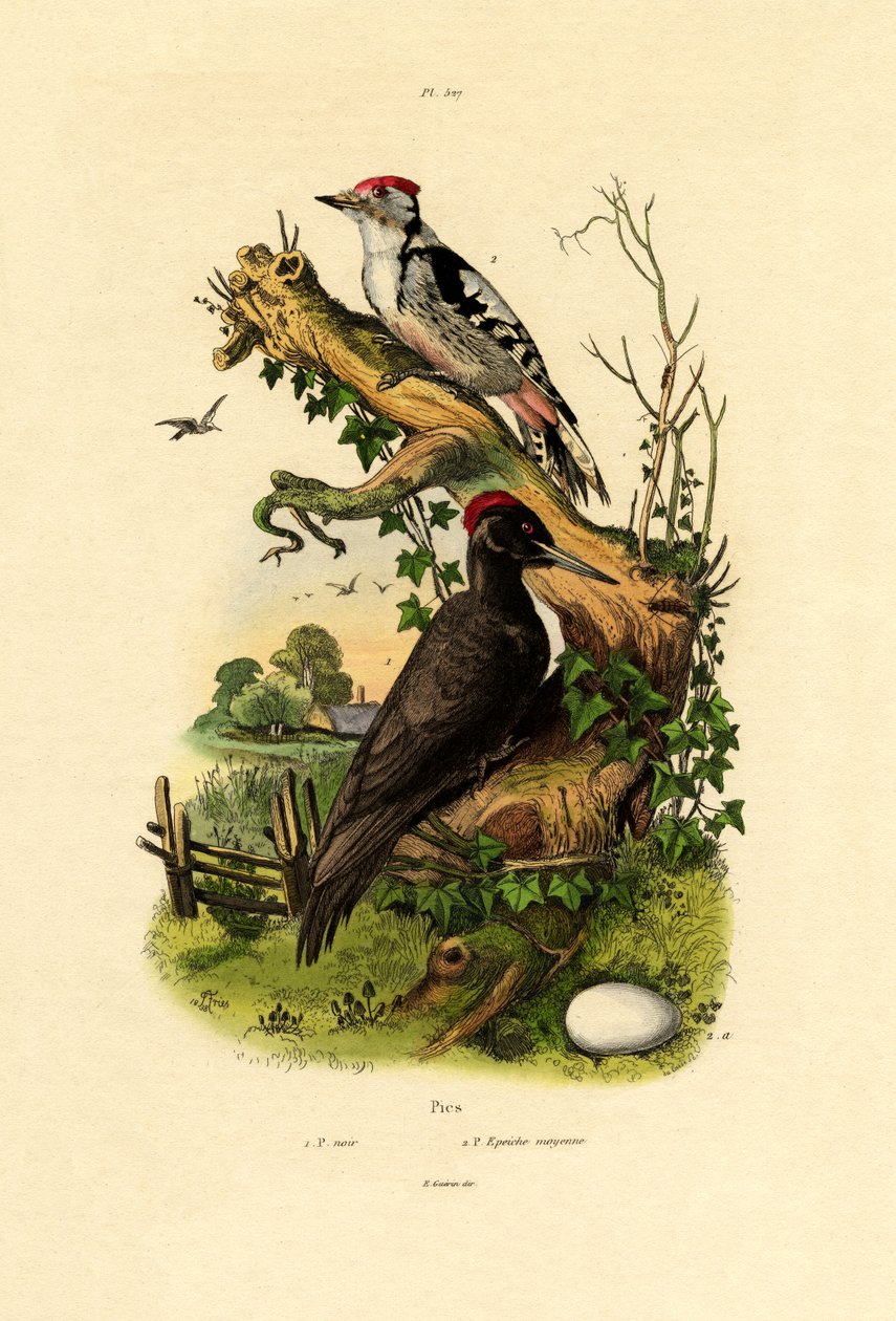 Større spætte, 1833-39 af French School