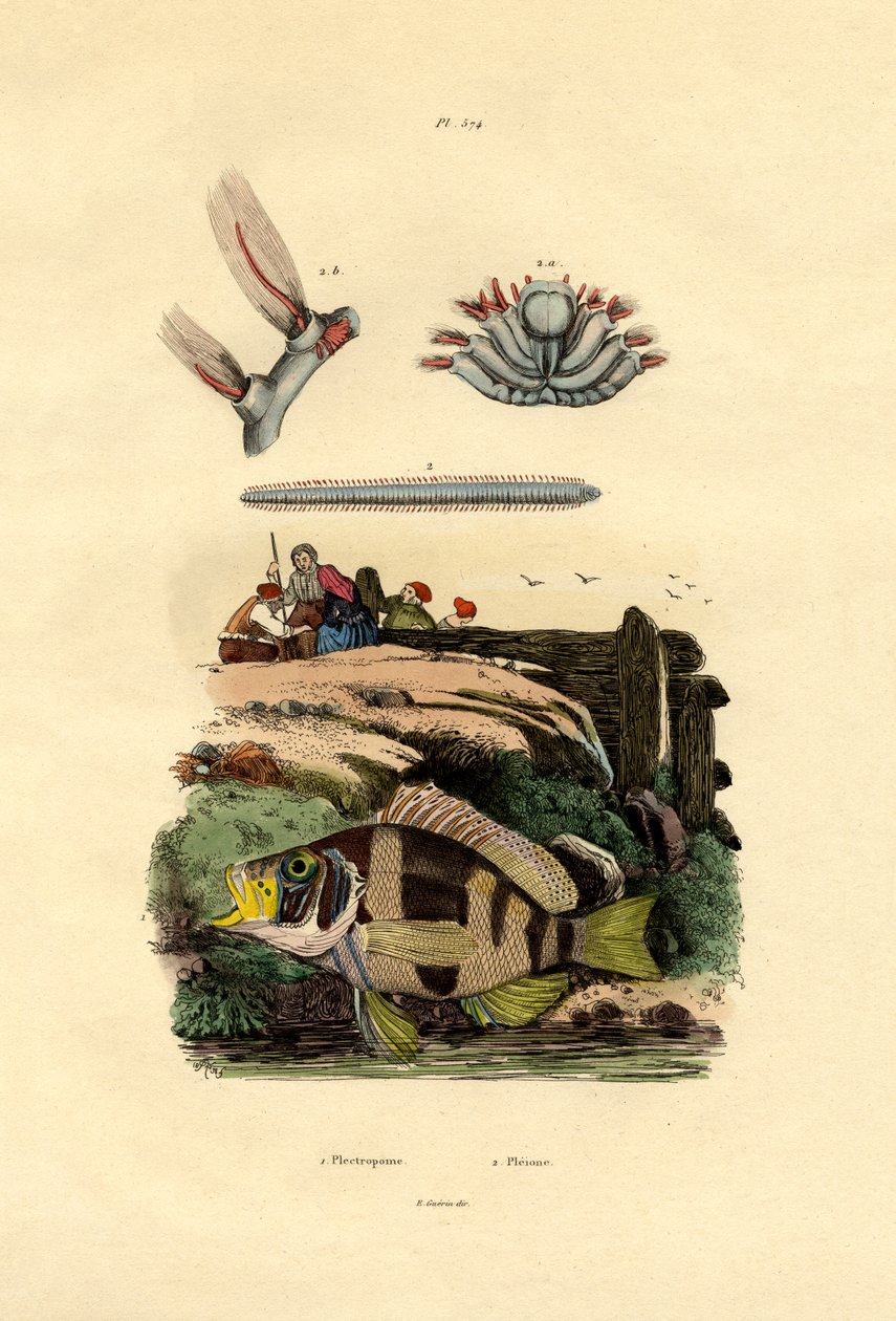 Grouper, 1833-39 af French School