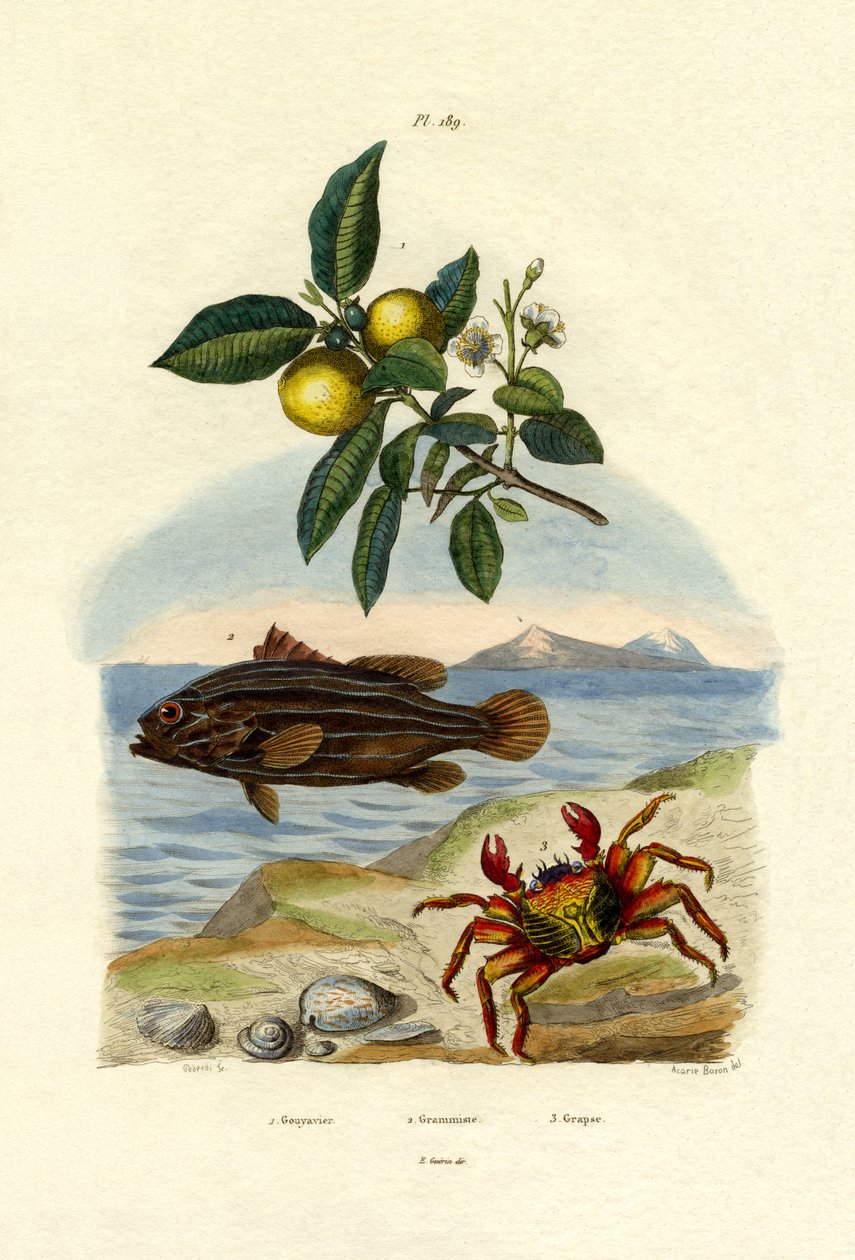 Guava, 1833-39 af French School