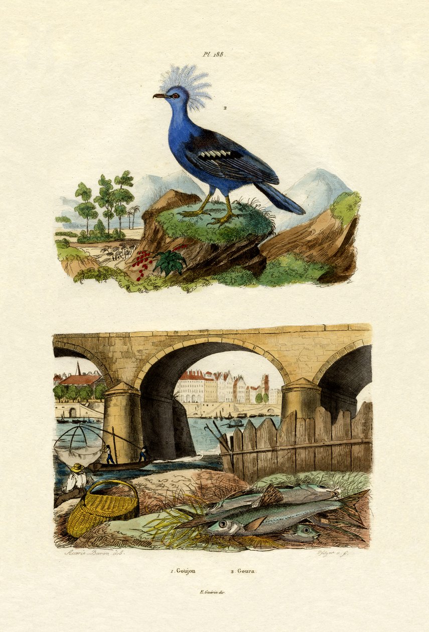 Gudgeon, 1833-39 af French School