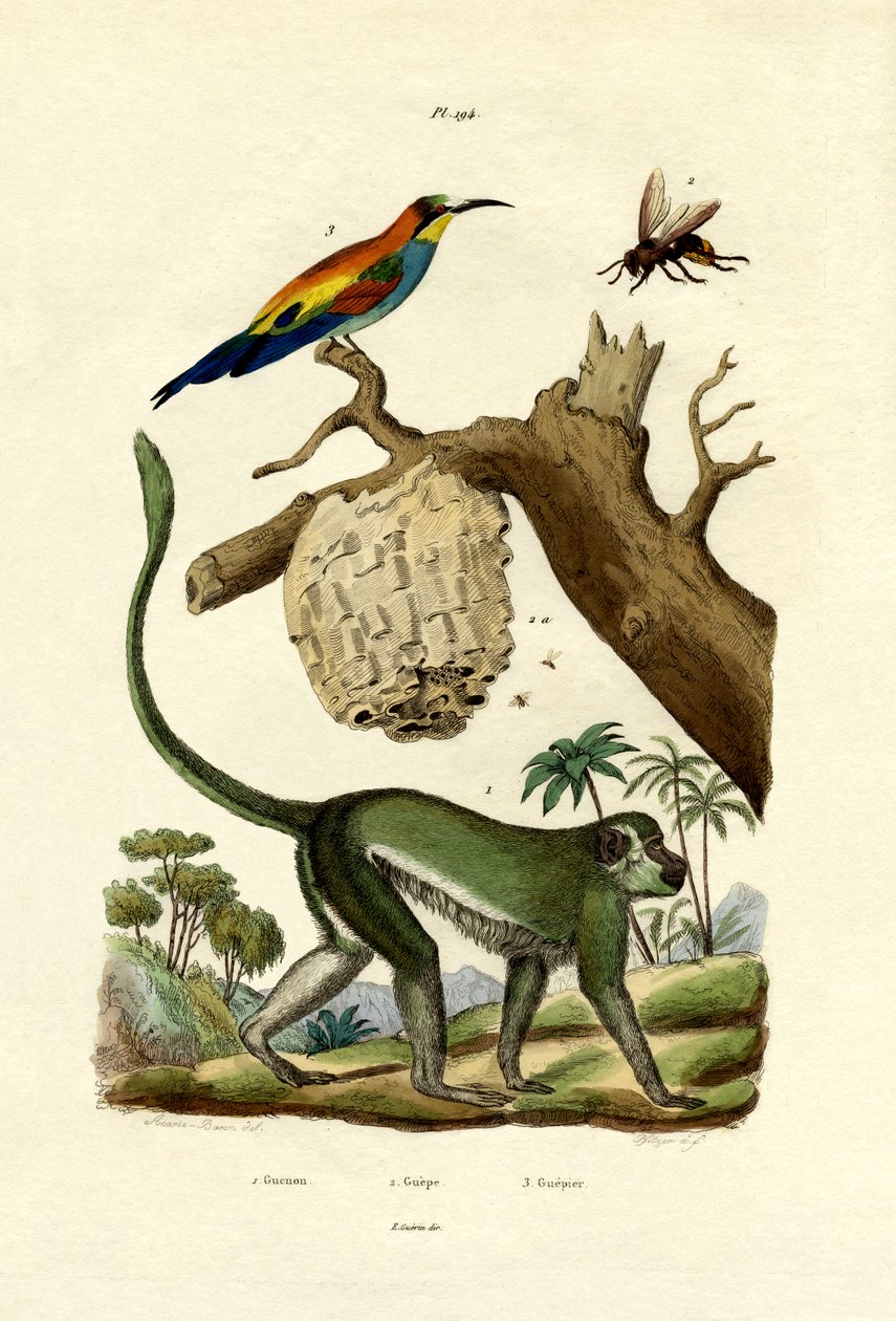 Guenon, 1833-39 af French School