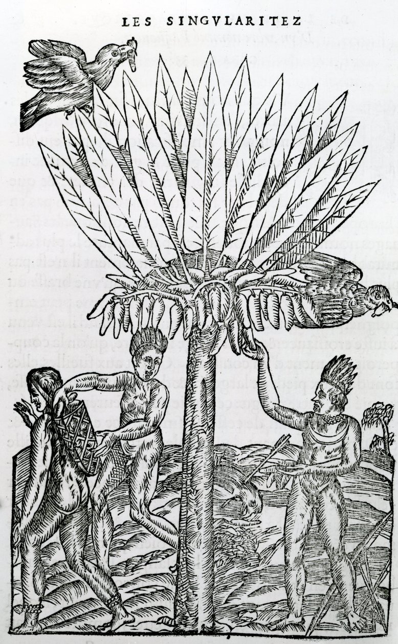 Harvest, illustration fra Singularities of France Antarctique, af Andre de Thevet, 1558 af French School