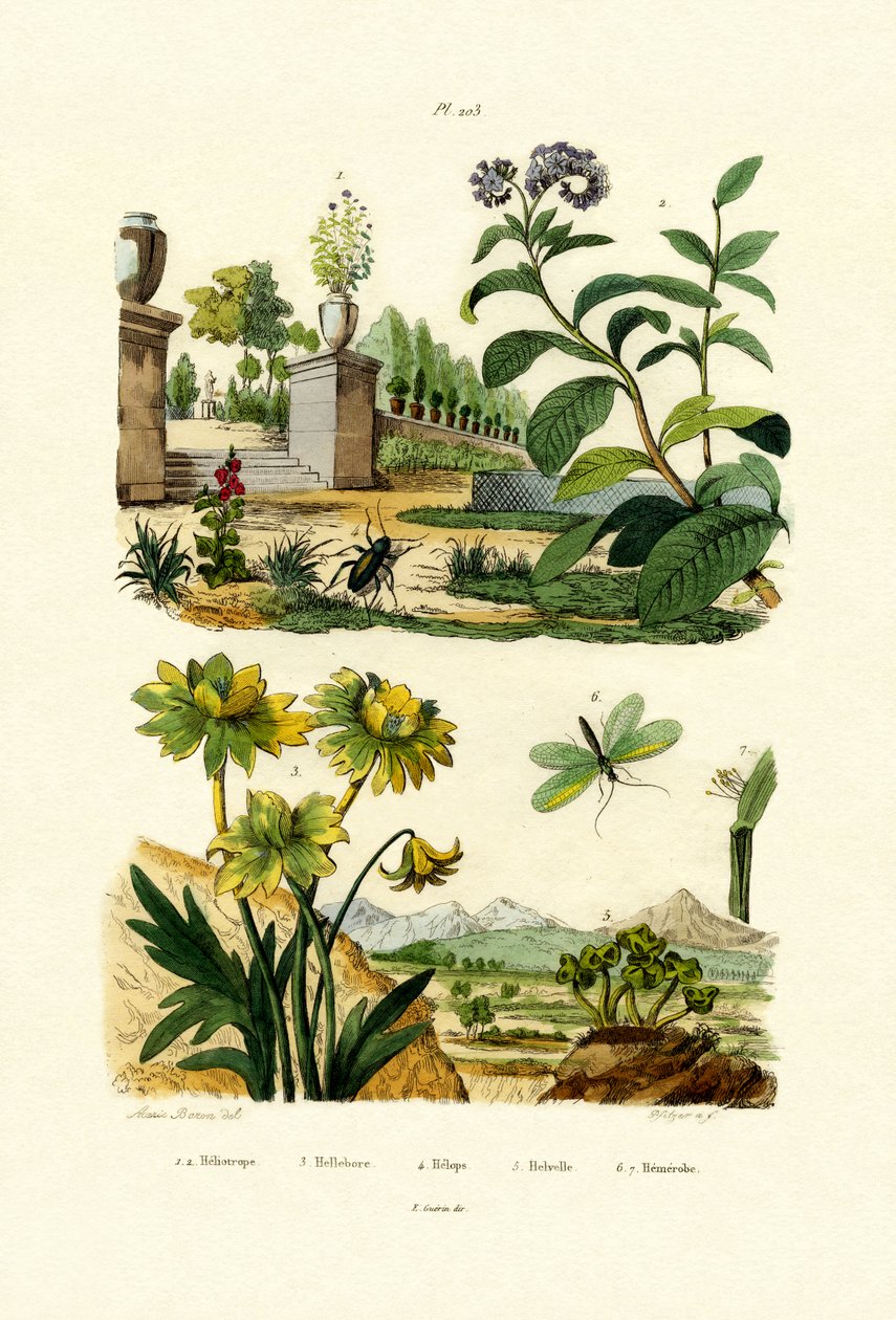 Heliotrop, 1833-39 af French School