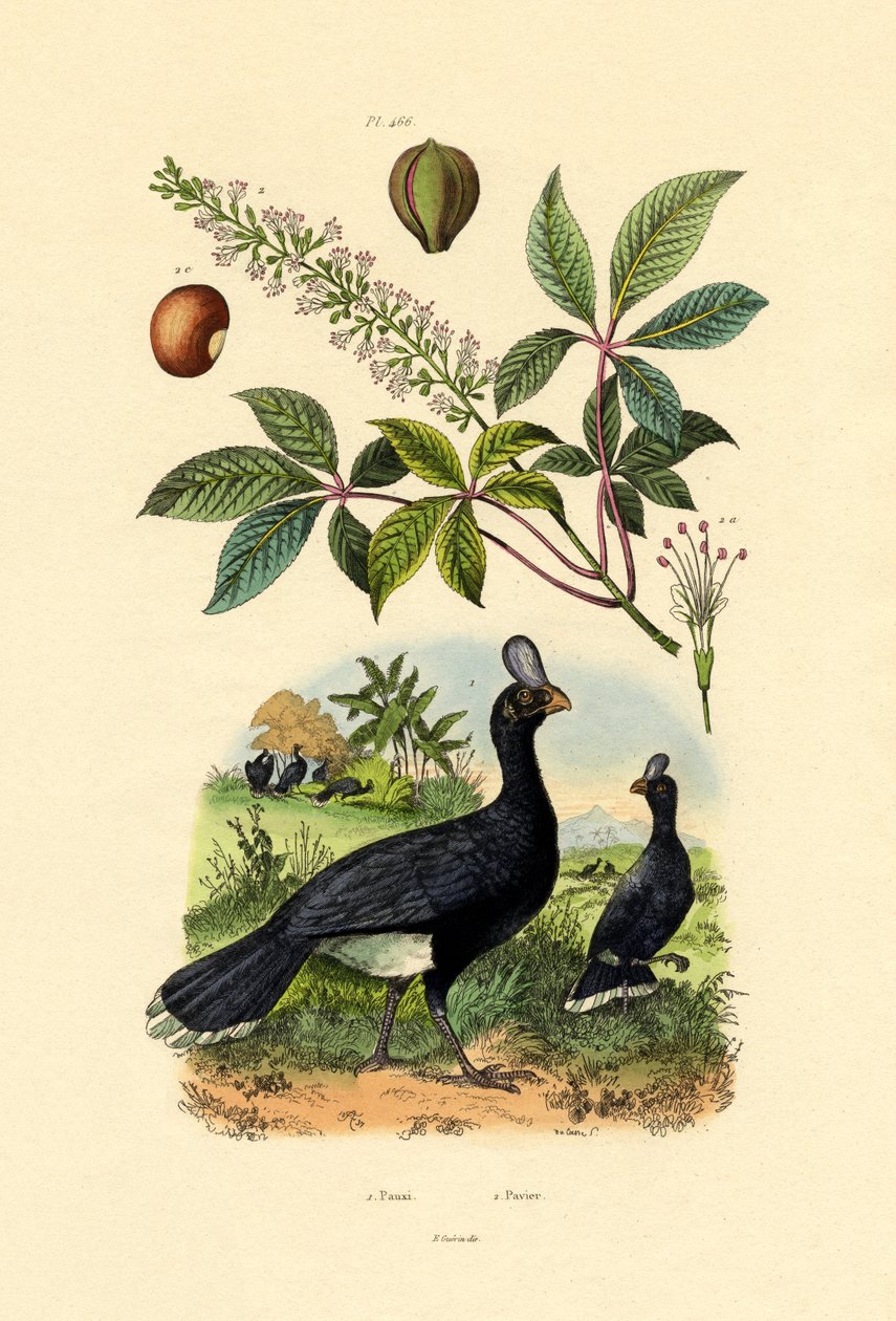 Hjelmed Curassow, 1833-39 af French School