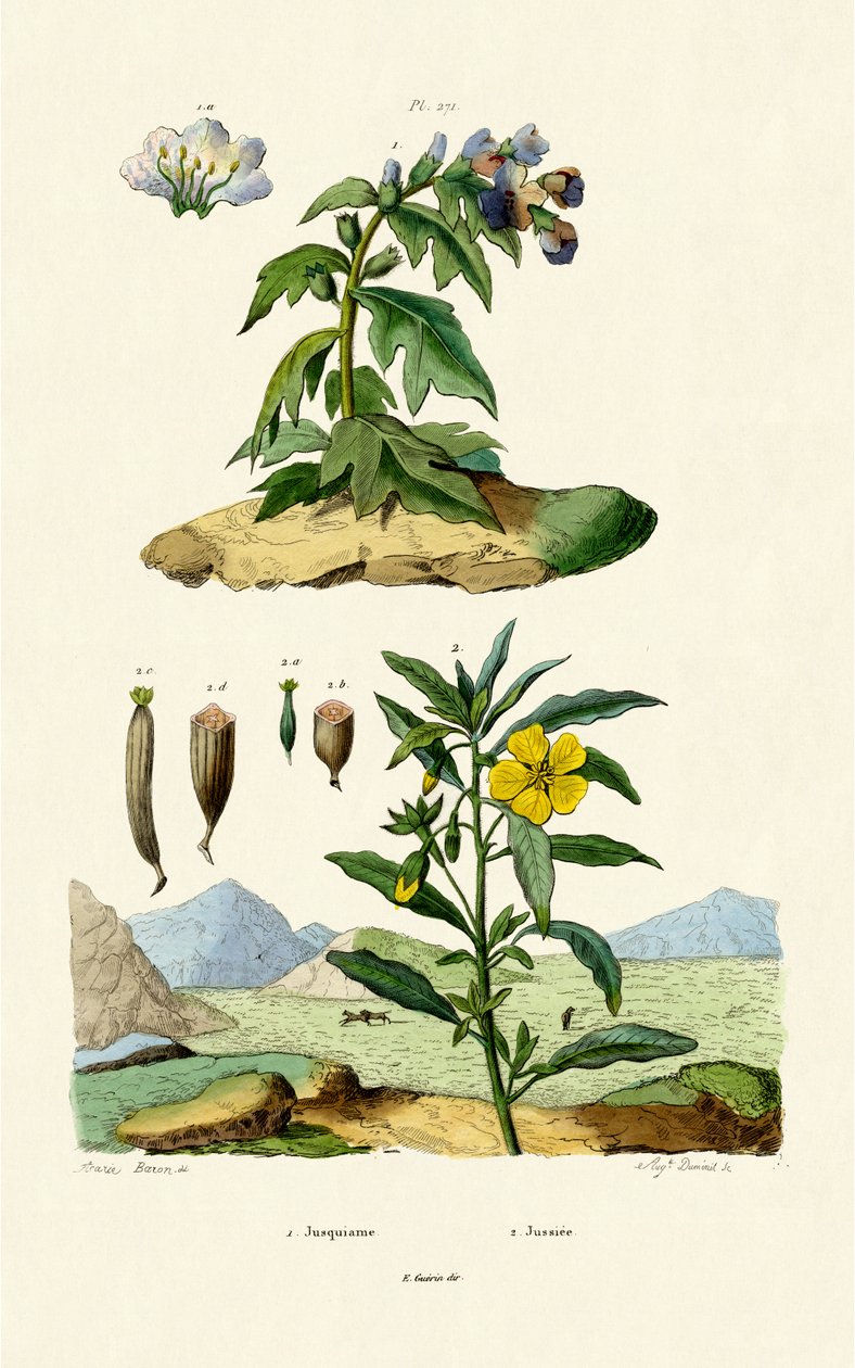 Henbane, 1833-39 af French School
