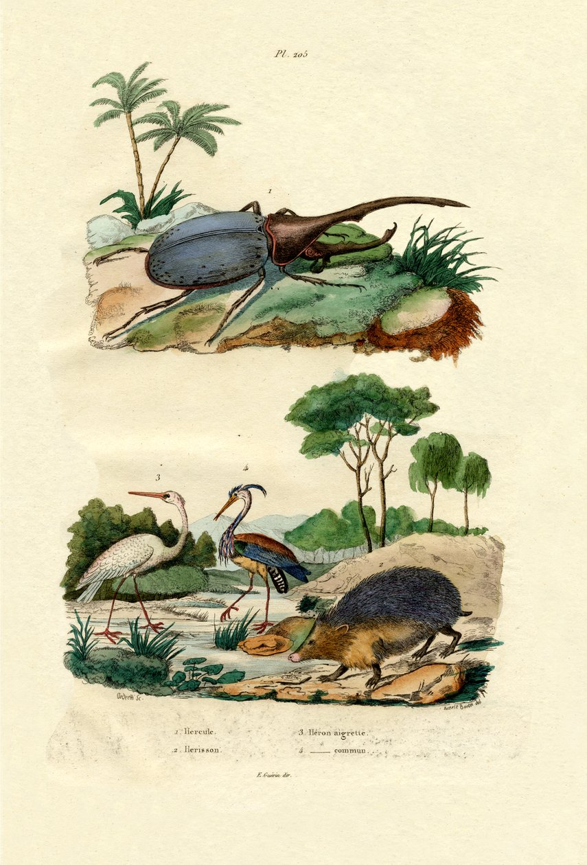 Hercules Beetle, 1833-39 af French School