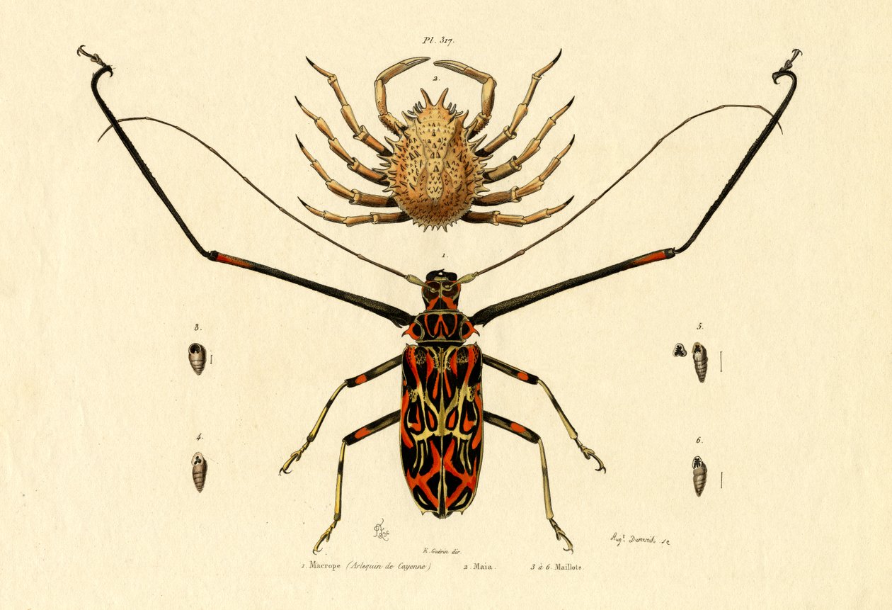 Harlekin Beetle, 1833-39 af French School