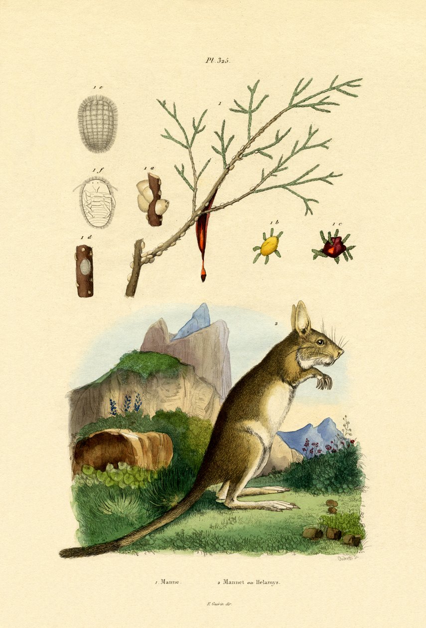 Honningdug, 1833-39 af French School