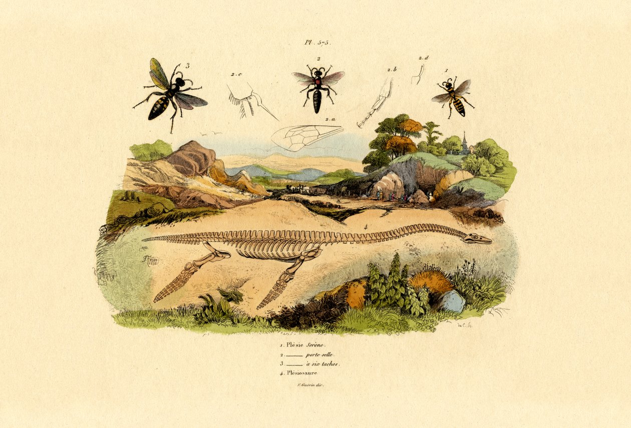Hornet, 1833-39 af French School