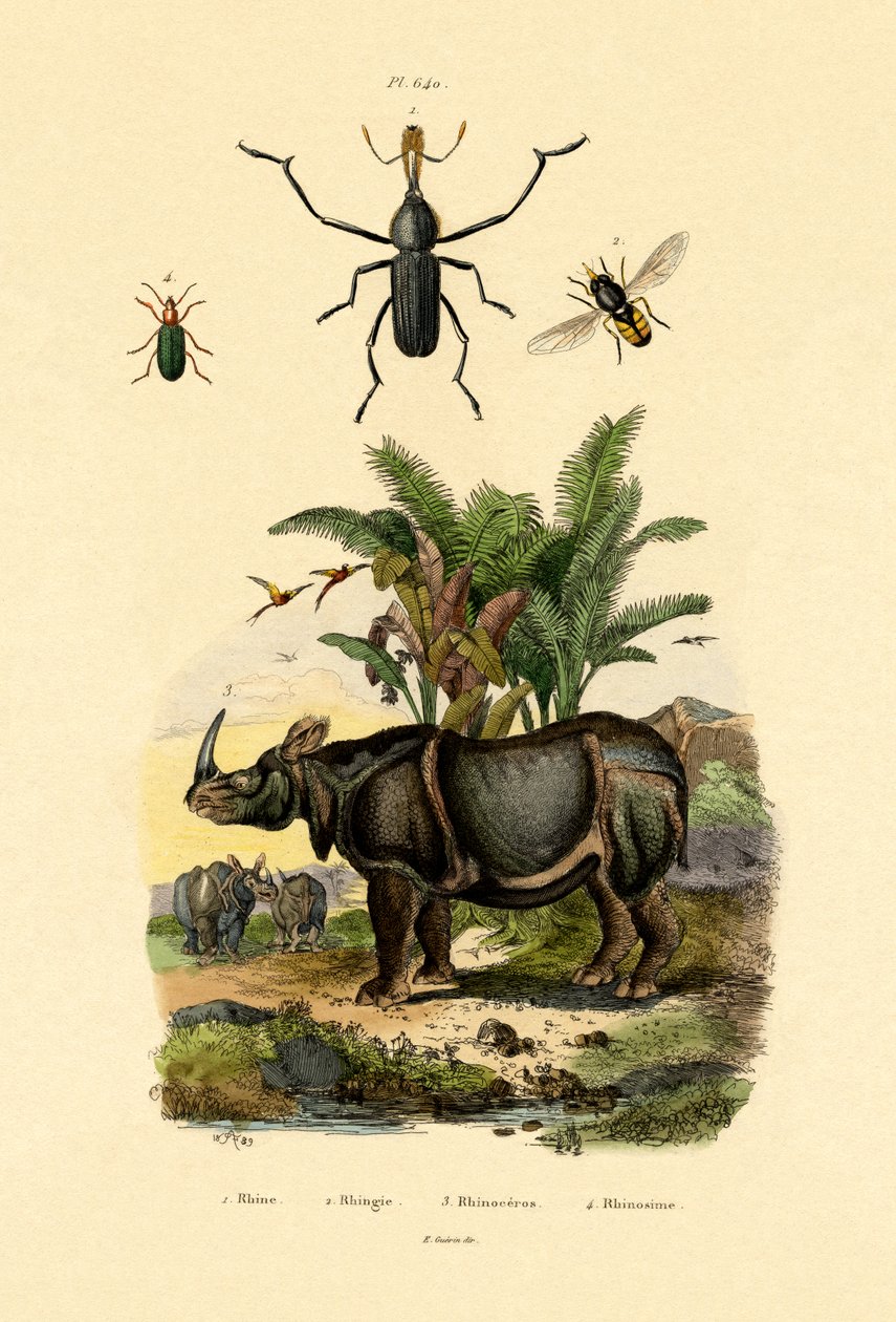 Hoverfly, 1833-39 af French School