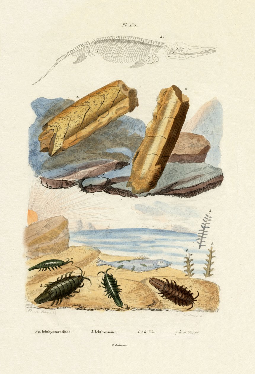 Ichthyosaurus, 1833-39 af French School