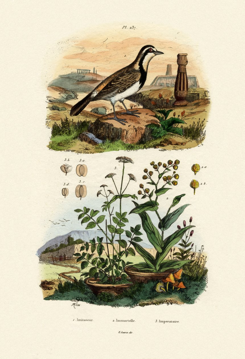 Imitator Sparrowhawk, 1833-39 af French School
