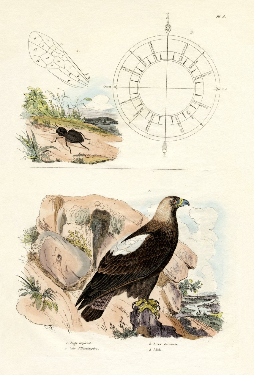 Imperial Eagle, 1833-39 af French School