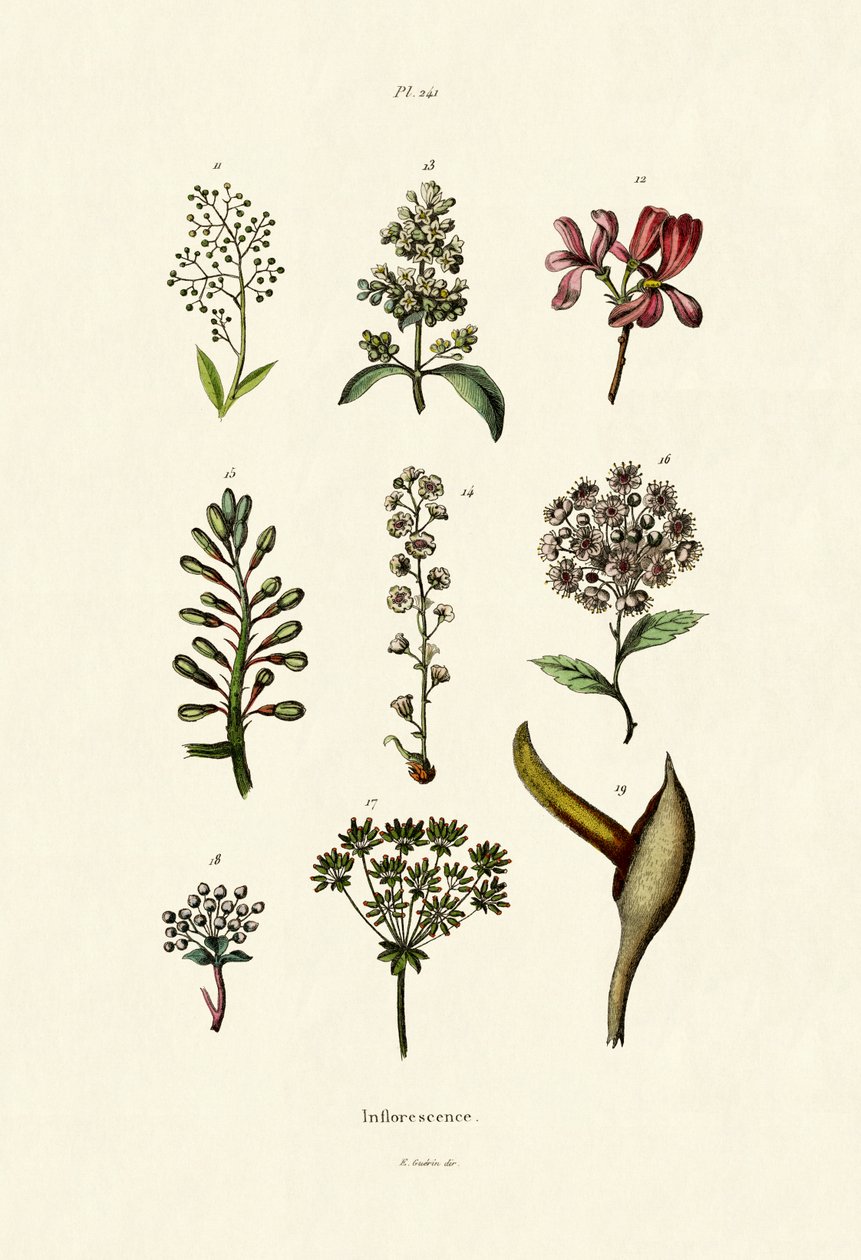 Blomsterstand, 1833-39 af French School