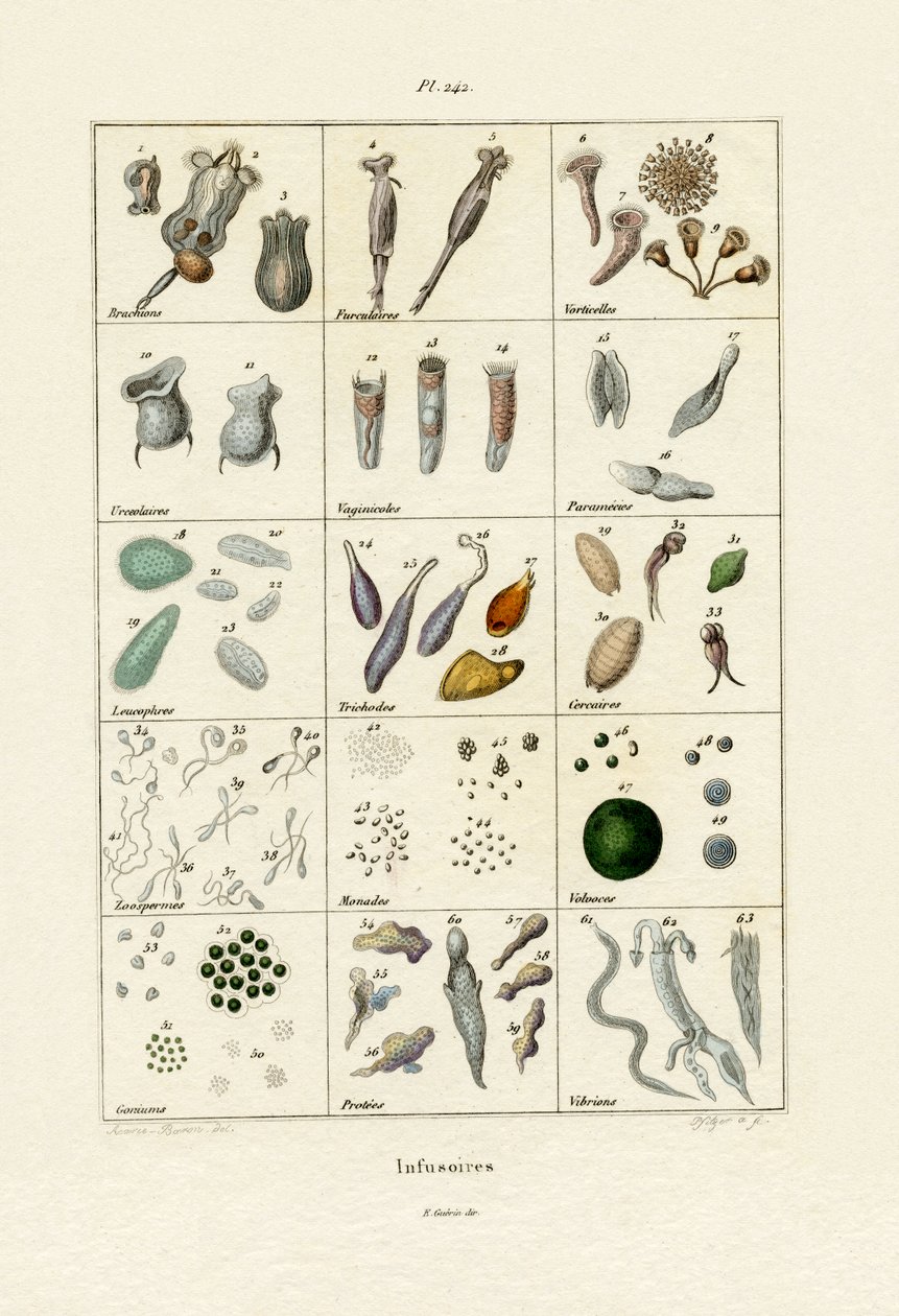 Infusoria, 1833-39 af French School