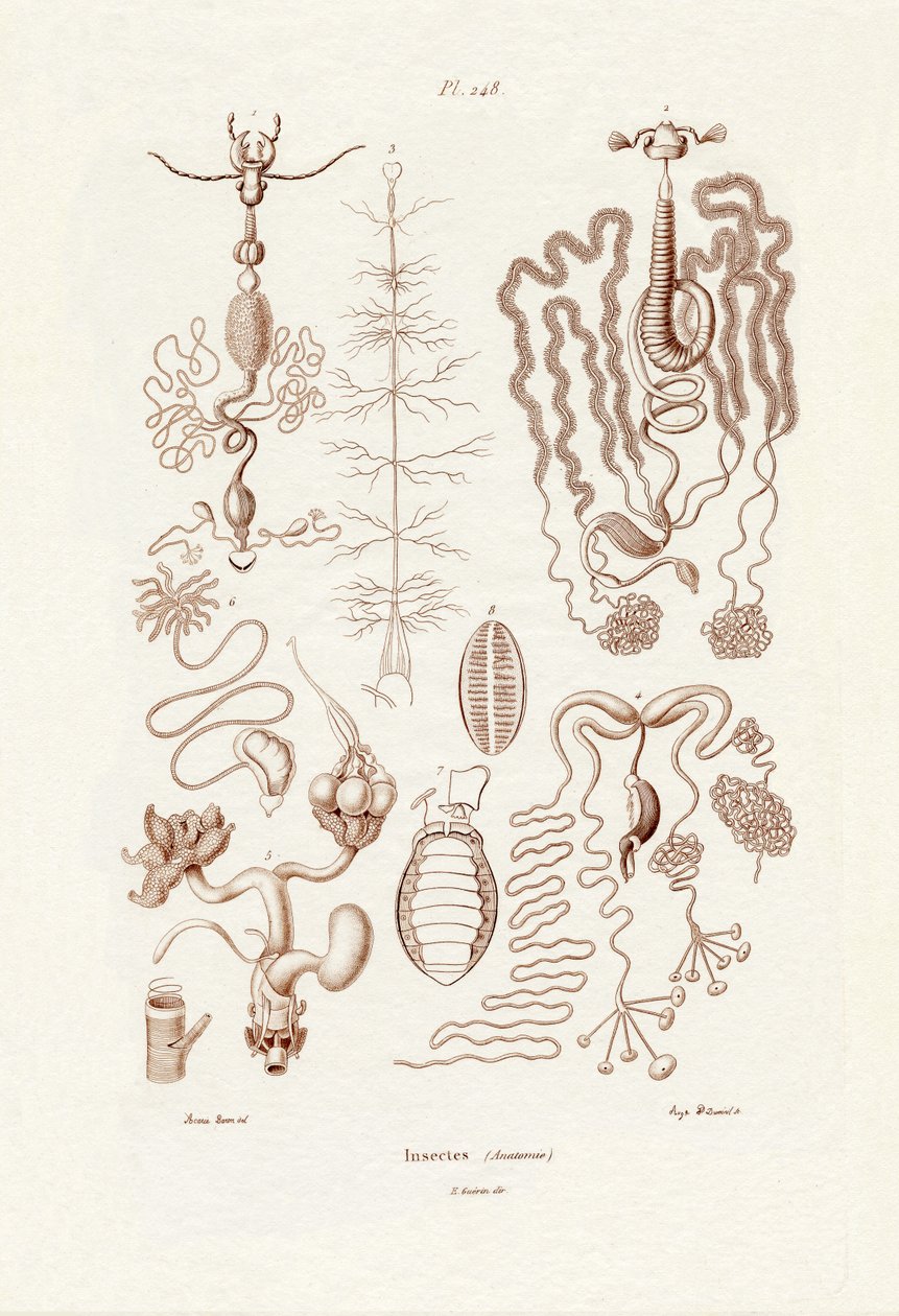 Insekter, 1833-39 af French School