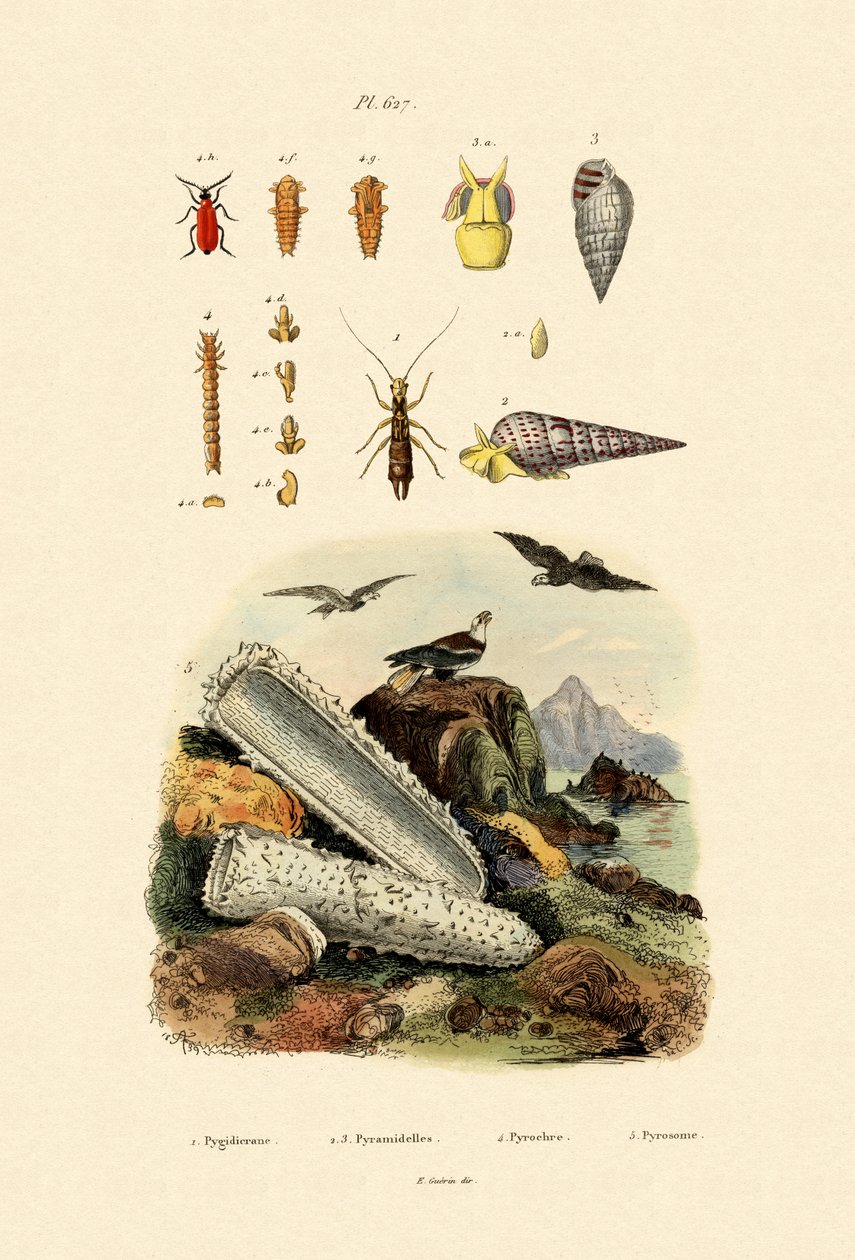 Insekter, 1833-39 af French School