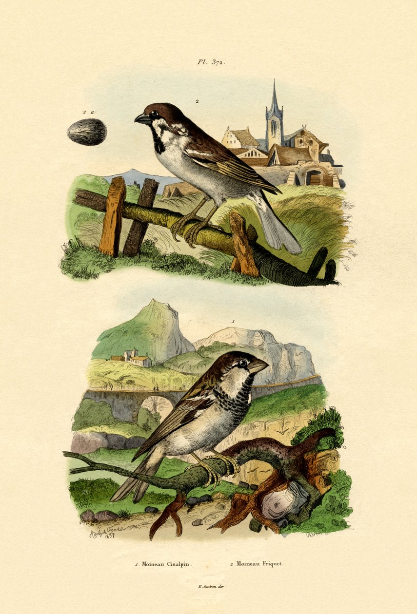 Italiensk Sparrow, 1833-39 af French School