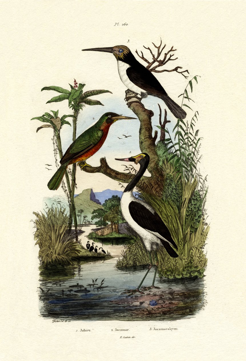 Jabiru, 1833-39 af French School