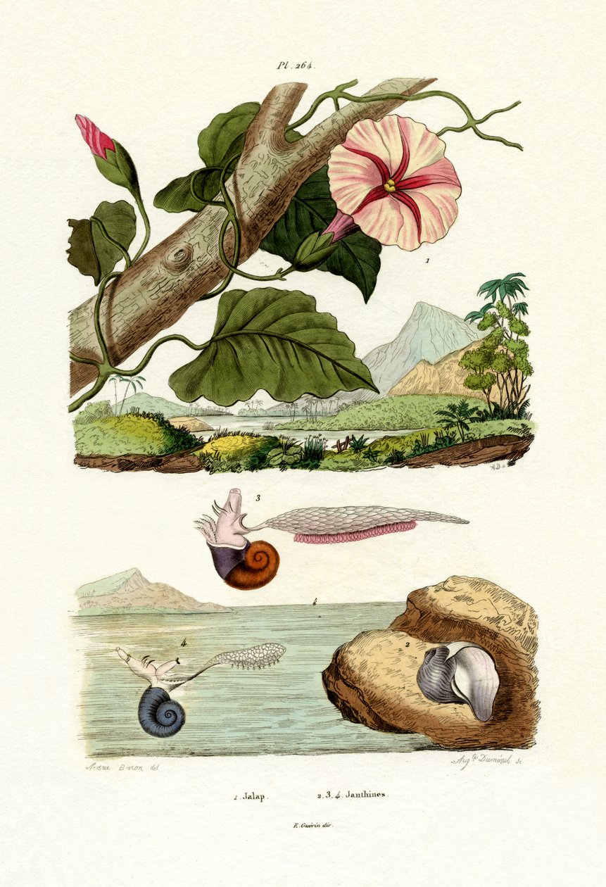 Jalap, 1833-39 af French School