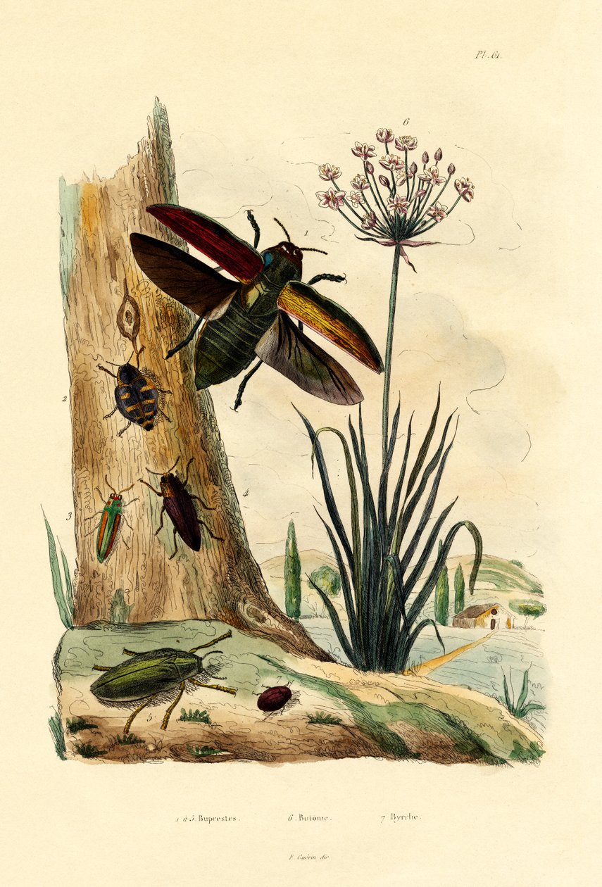 Juvelbiller, 1833-39 af French School