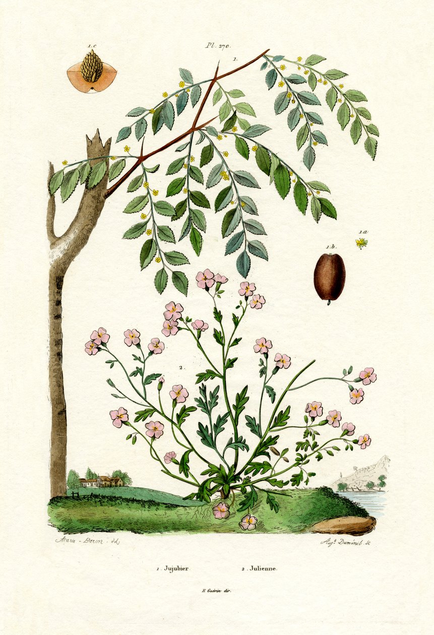 Jujube, 1833-39 af French School