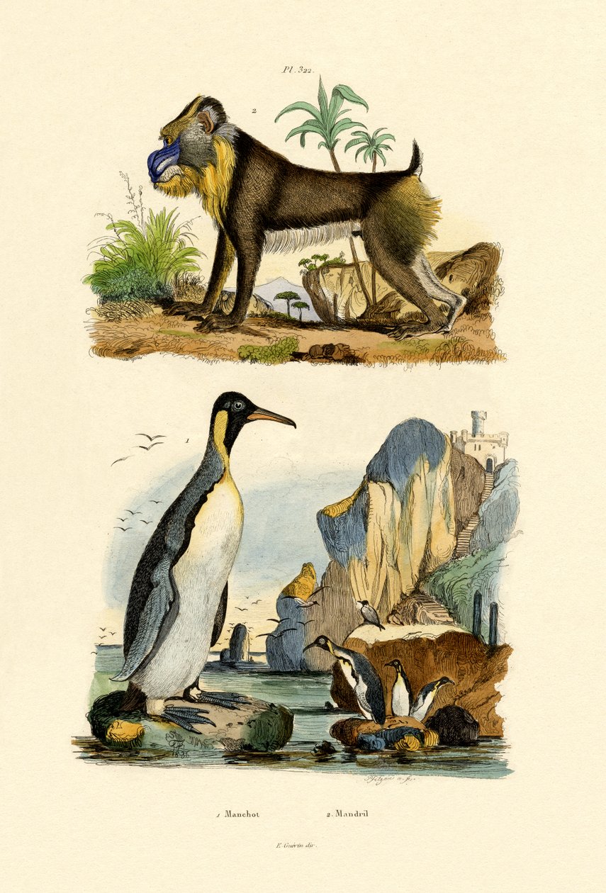 Kongepingvin, 1833-39 af French School