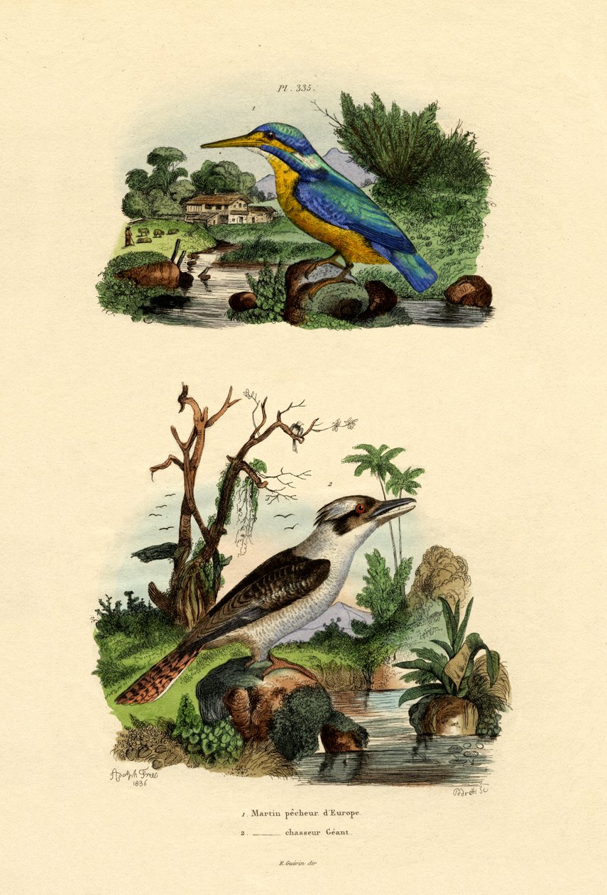 Isfugl, 1833-39 af French School