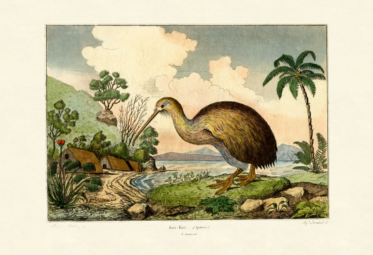 Kiwi, 1833-39 af French School