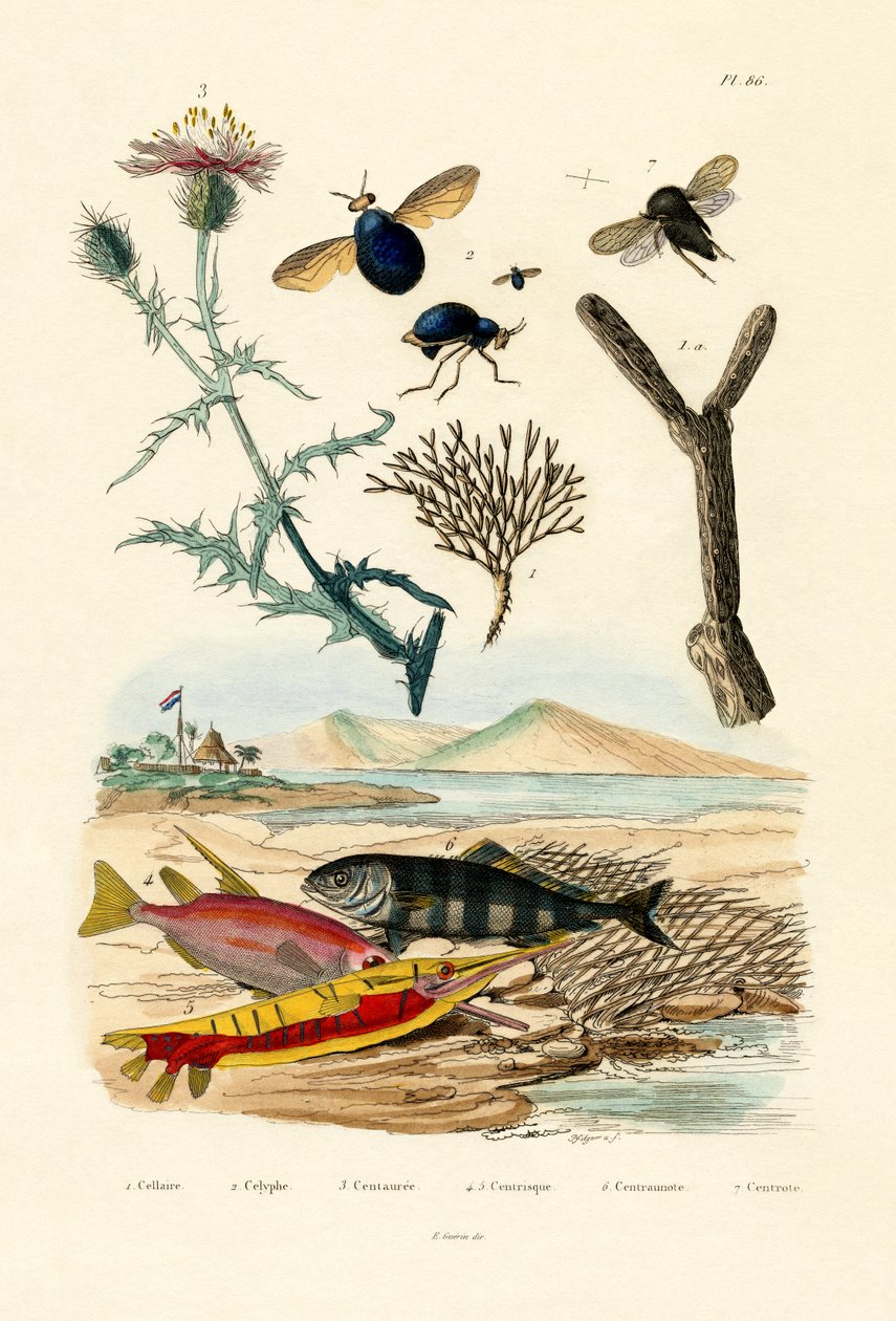 Knappweed, 1833-39 af French School