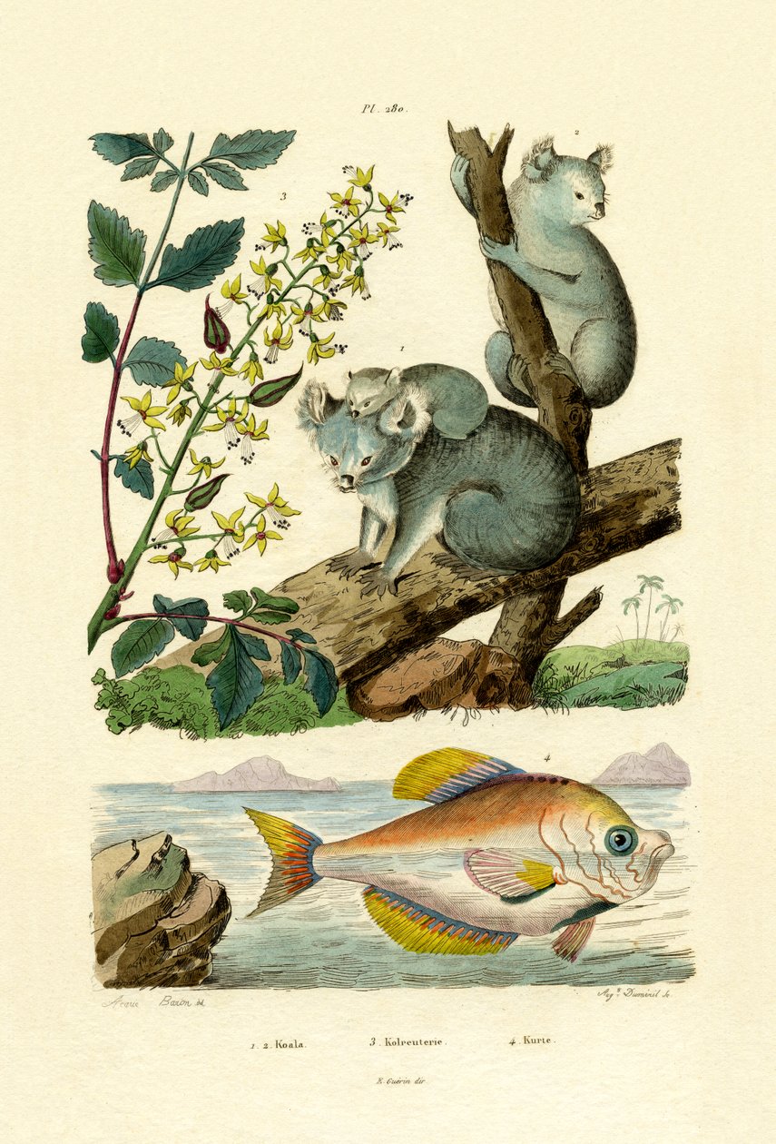 Koala, 1833-39 af French School