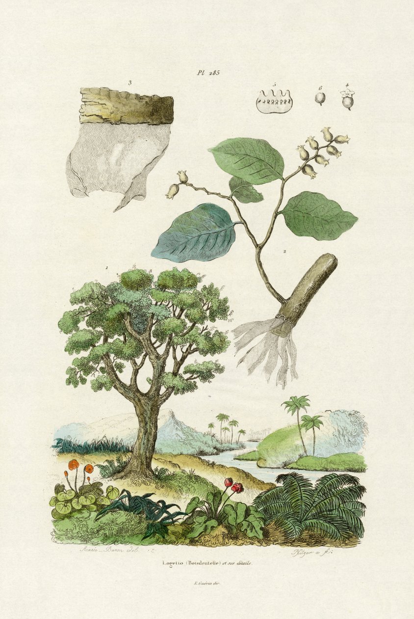 Lacebark Tree, 1833-39 af French School