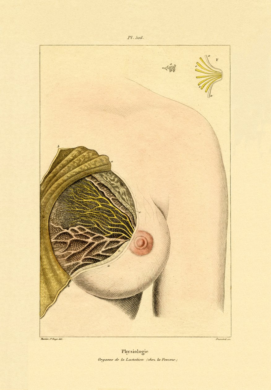 Lactation, 1833-39 af French School